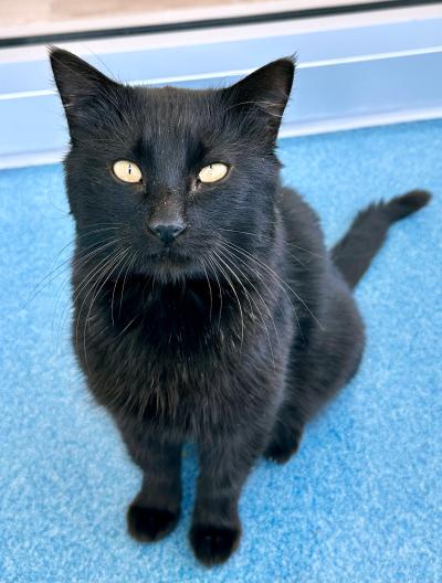 Bagheera the black cat on a blue floor