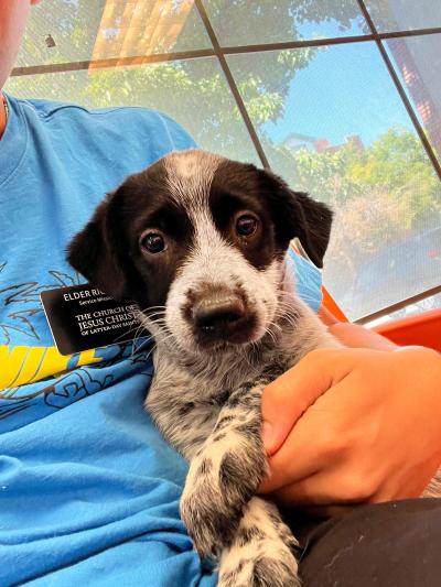 Volunteer Ben Richards holding a black and white puppy