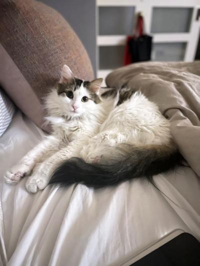 Danny the cat lying on a bed