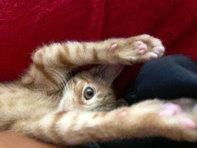 Ball Point Pen, an orange tabby kitten lying down with both front paws stretched up over his head