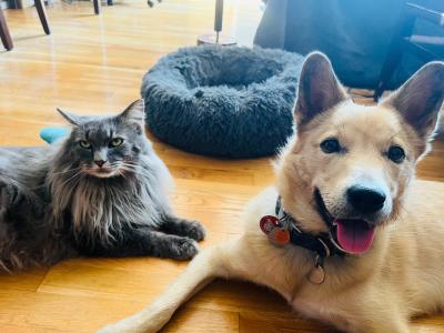 Sunny the dog and Romeo the cat lying next to each other