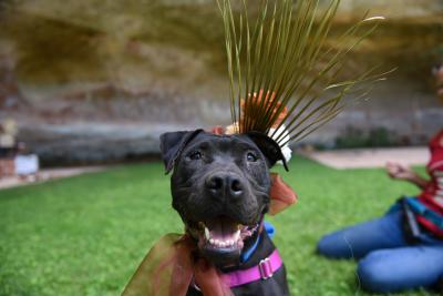 Amity the dog wearing flowers and greenery