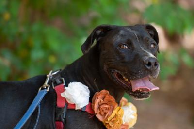 Boba the dog wearing flowers