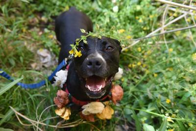 Boba the dog wearing a floral wreath on his head