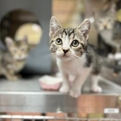 Tabby and white kitten with some addition kittens in the background