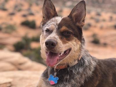 Whitey the red heeler dog outside wearing a collar with a tag