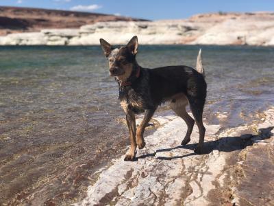 Whitey the dog at a lake