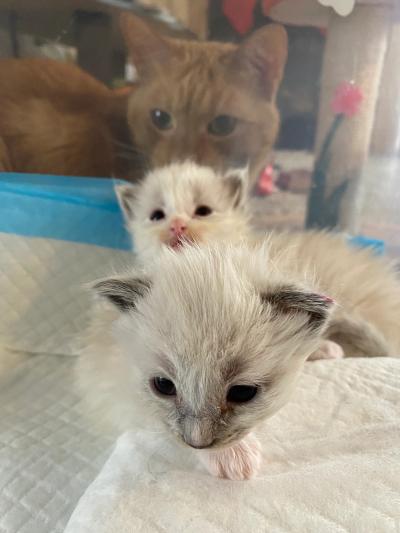 Two foster kittens in the foreground with Wilbur the senior cat watching them from behind