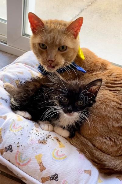 Wilbur the cat snuggling with a small black and white kitten on a pillow next to a window