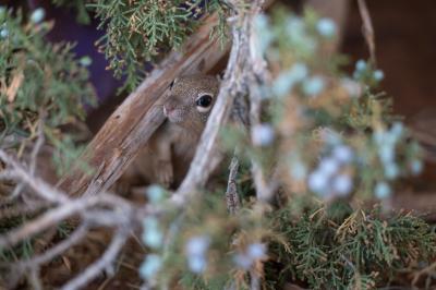 Baby squirrel peeking out from under branches