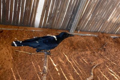 Mr. Jones the crow on a branch in an enclosure