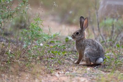 The side of a wild baby bunny, where you can see his tail