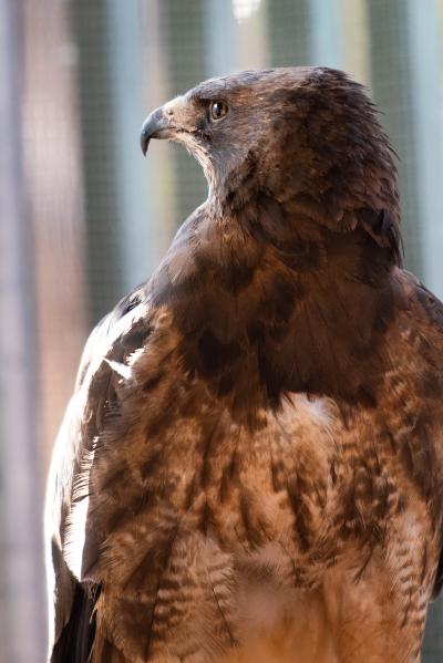 Profile of Winnick the Swainson’s hawk