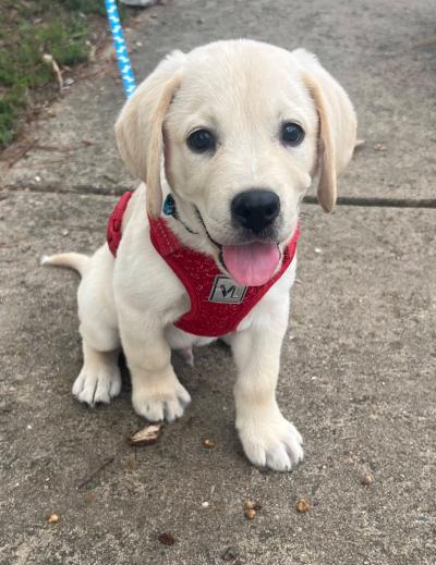 Winnie the puppy with her tongue out outside on a leash wearing a harness