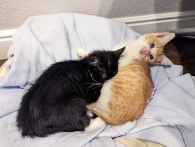 Winter and Noggin the kittens lying next to each other