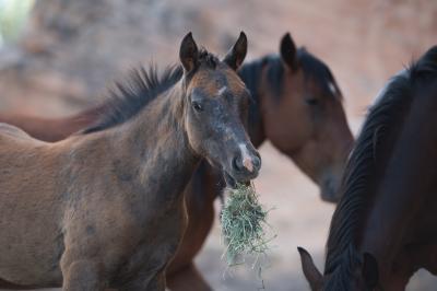 Horse with some hay in her mouth