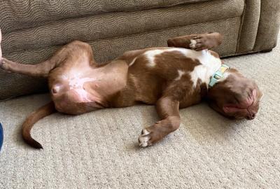 Ruthie the dog lying upside down on the carpet with her belly up and missing leg from amputation showing