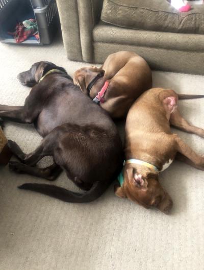 Ruthie snuggled together on the floor with the home's two other dogs