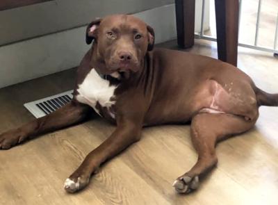 Ruthie the brown and white dog showing one leg missing due to amputation