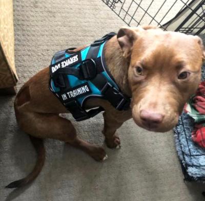 Ruthie the dog wearing her therapy dog training vest