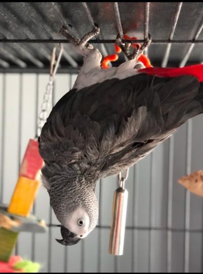 Z the African grey parrot hanging upside down