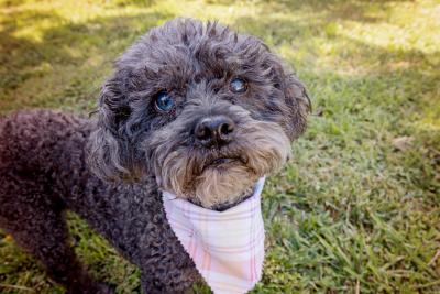 Zoey the dog wearing a bandana standing outside in the grass