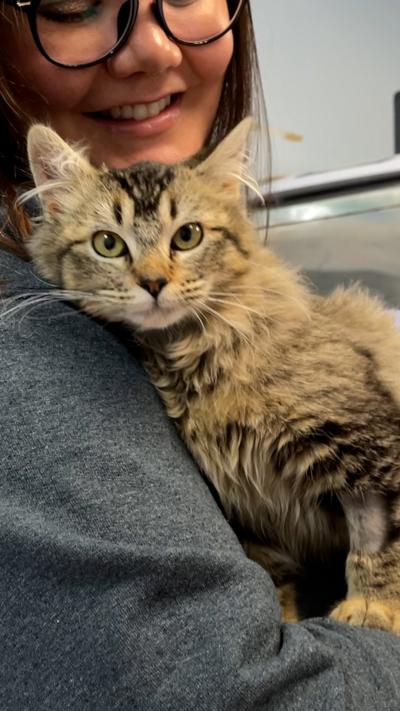 Zora the cat being held by Dr. Megan McCarthy