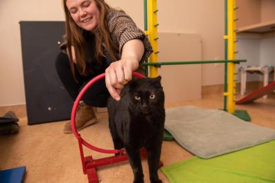 A person offering a treat to Jako the cat for going through a hoop