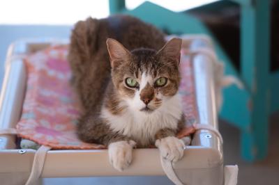 Forest the cat lying on a raised cat bed