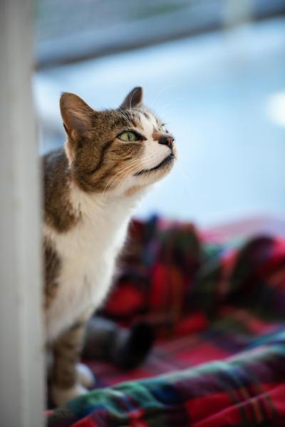 Forest the cat on a red plaid blanket, looking to the side