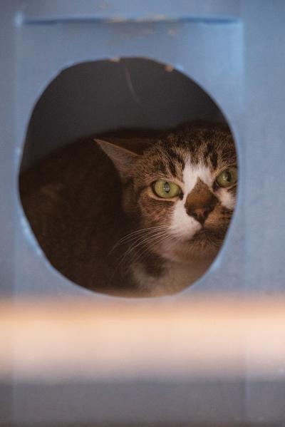 Forest the cat hiding in an enclosed plastic tub