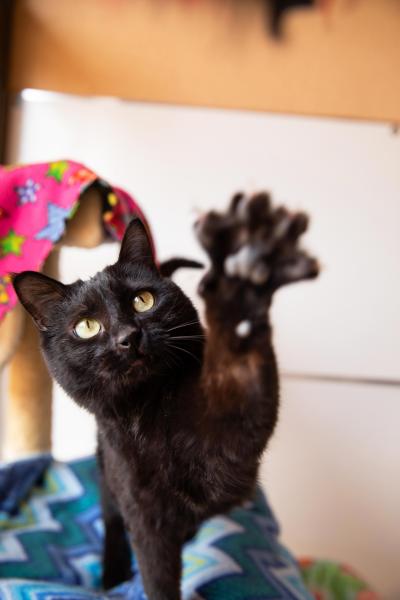 Jako the cat with one of his front paws raised