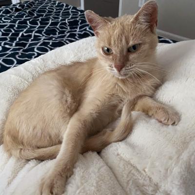 June the cat lying down on a white cat bed