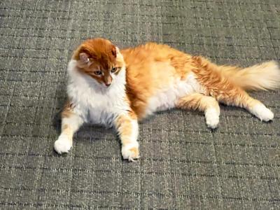 Reds the cat lying on a carpet