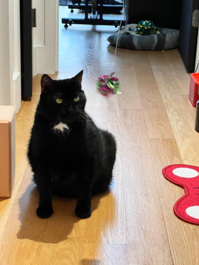 Shane the cat sitting in a hallway on a wooden floor with a Mylar toy by him