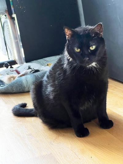 Shand the cat sitting on a wooden floor