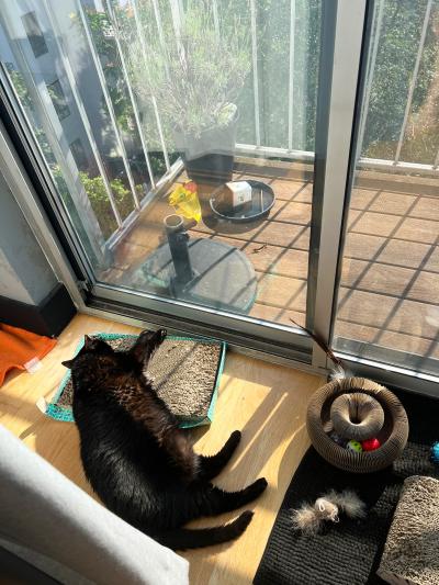 Shane the cat lying in a sunbeam beside a patio door