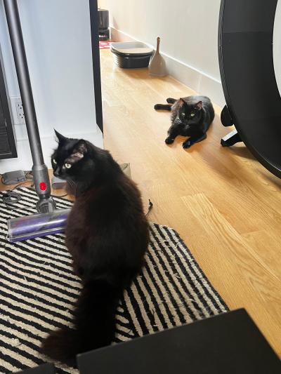 Shane the cat lying in a hallway with another cat in their home