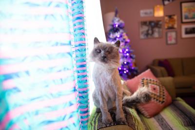 Sylvia the cat sitting on the back of a chair next to a window