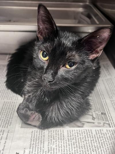 Chloe the black cat lying on newspaper in a kennel