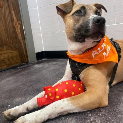 Homer the dog wearing an 'Adopt me' bandanna