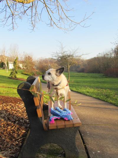 Raquel the dog standing on a bench in an outdoor area