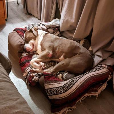 Rico the dog sleeping sound asleep on a blanket-covered dog bed