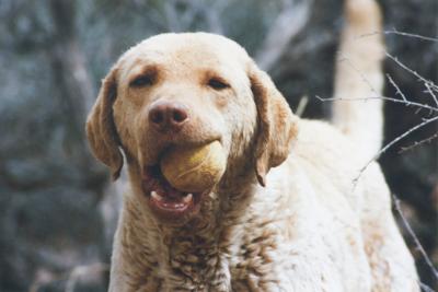 Ginger the dog holding a ball in her mouth