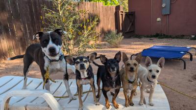 King Julian the dog standing in a line with four other dogs