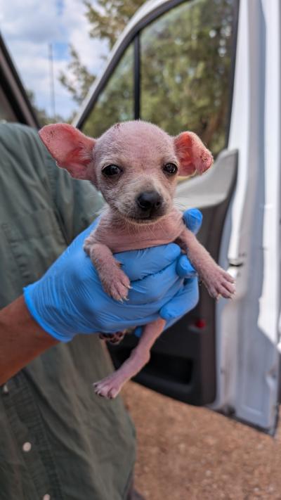 King as a puppy being held with gloved hands missing a lot of fur