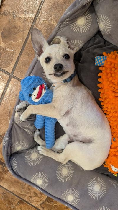 King Julian the dog lying in a dog bed with some toys