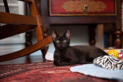 Dione the kitten lying on the floor next to a rocking chair