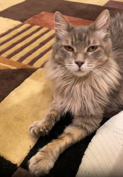 Poppy the gray medium-hair cat on a carpet