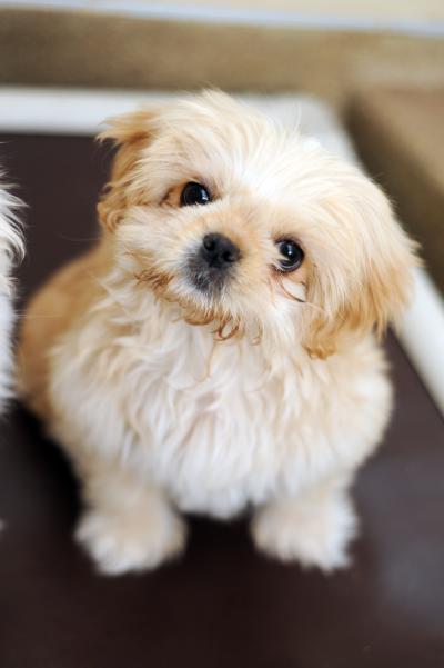 Lido, a fluffy white puppy